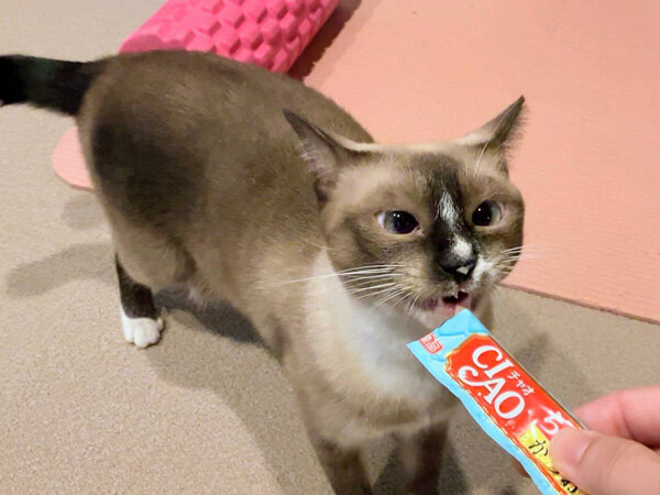 猫ペットシッター