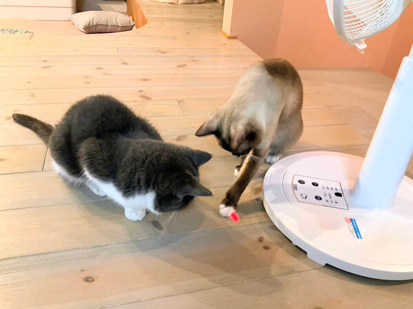 猫ペットシッター