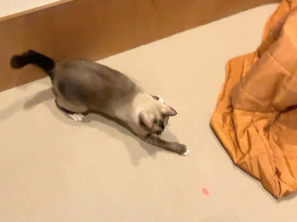 猫ペットシッター