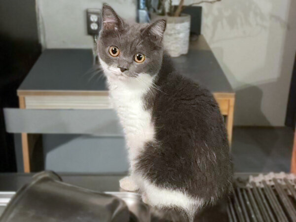 猫ペットシッター
