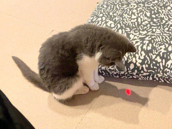 猫ペットシッター