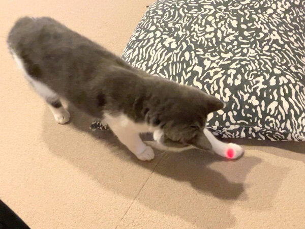 猫ペットシッター