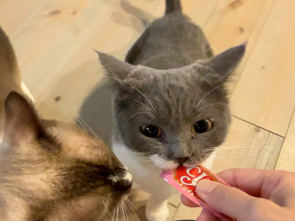 猫ペットシッター