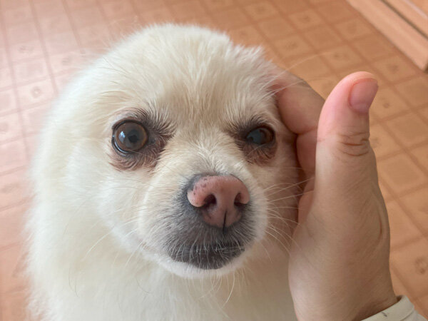 小型犬ポメラニアンペットホテル