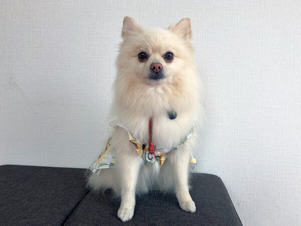 小型犬ポメラニアンペットホテル