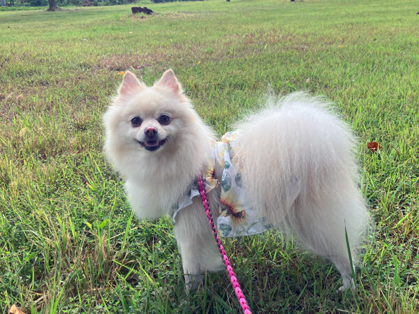 小型犬ポメラニアンペットホテル