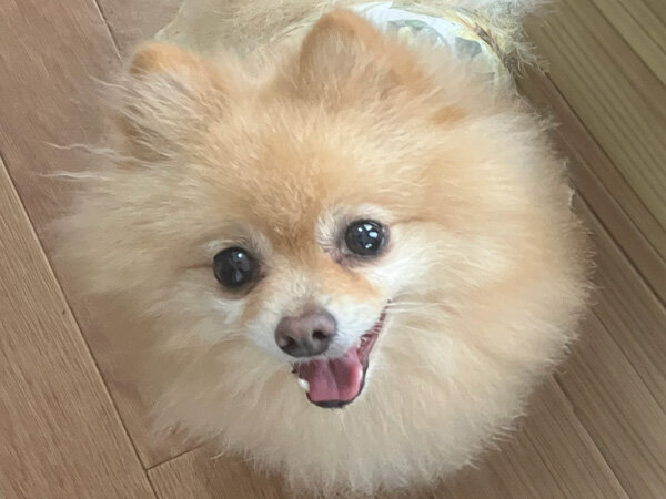 小型犬ポメラニアンペットホテル