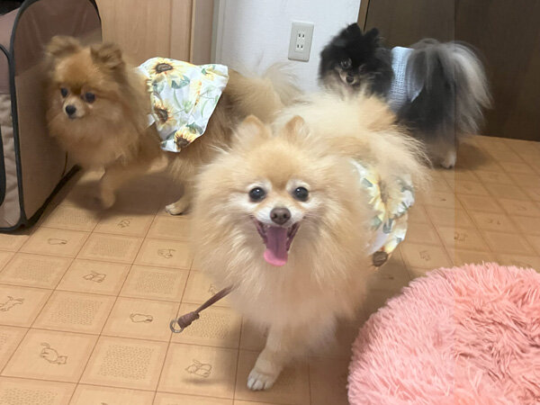 小型犬ポメラニアンペットホテル
