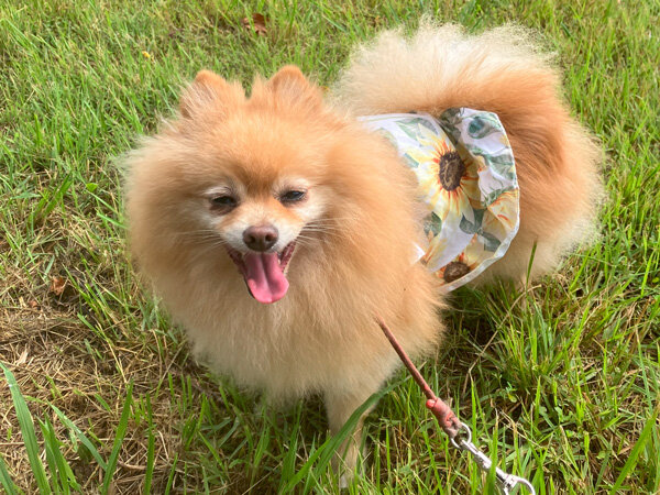 小型犬ポメラニアンペットホテル