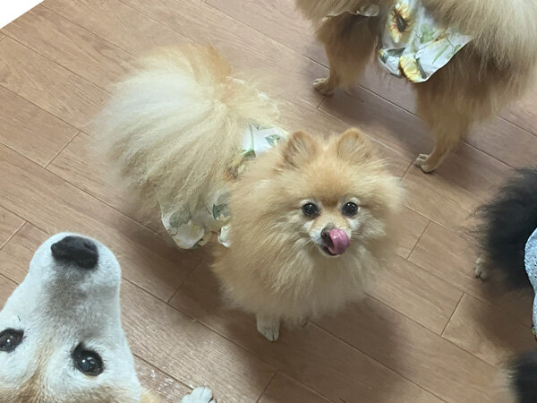 小型犬ポメラニアンペットホテル