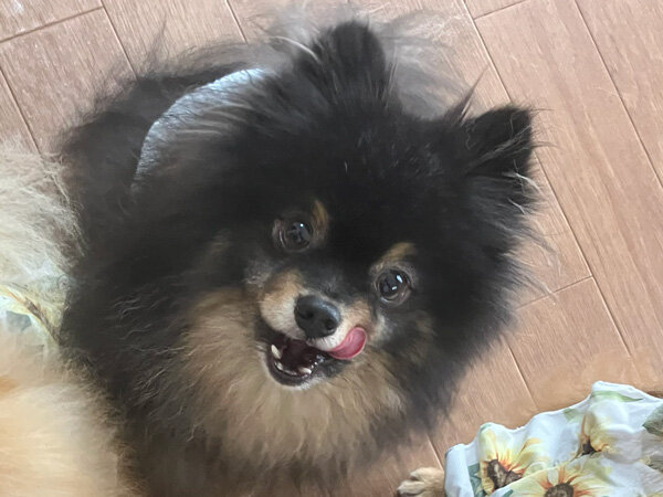 小型犬ポメラニアンペットホテル