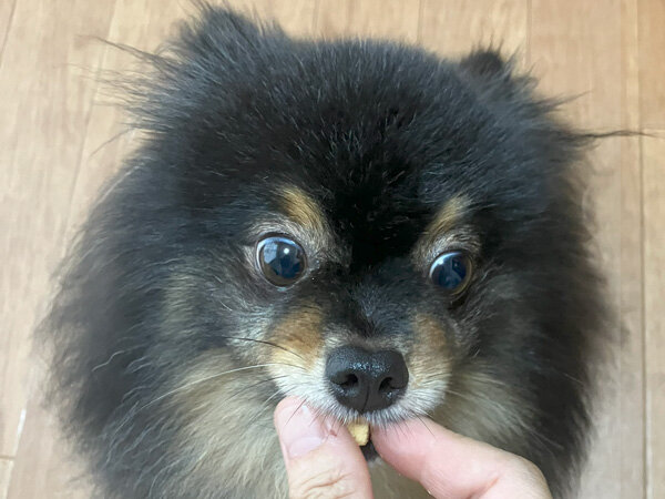 小型犬ポメラニアンペットホテル