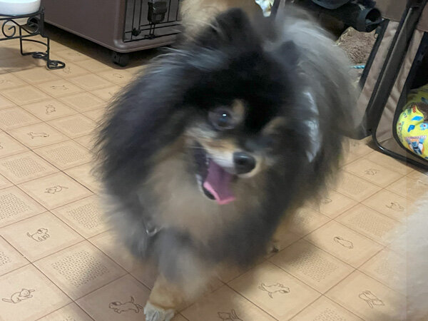 小型犬ポメラニアンペットホテル