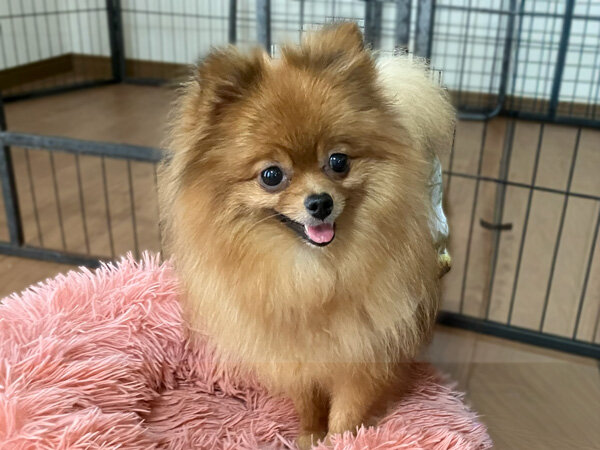 小型犬ポメラニアンペットホテル