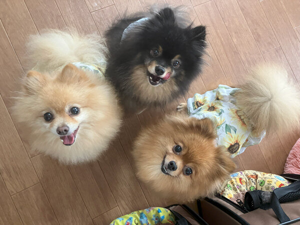 小型犬ポメラニアンペットホテル