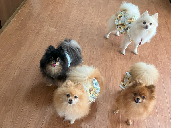 小型犬ポメラニアンペットホテル