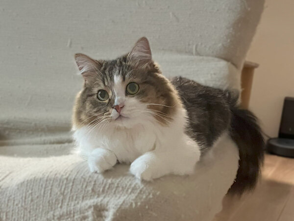 猫キンカロー、ペットシッター
