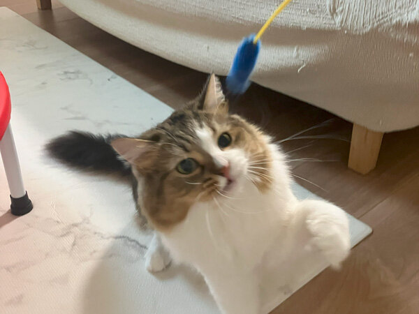 猫キンカロー、ペットシッター