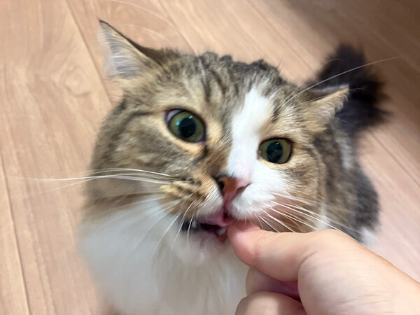 猫キンカロー、ペットシッター