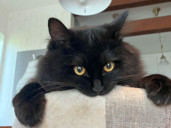 黒猫ペットシッター