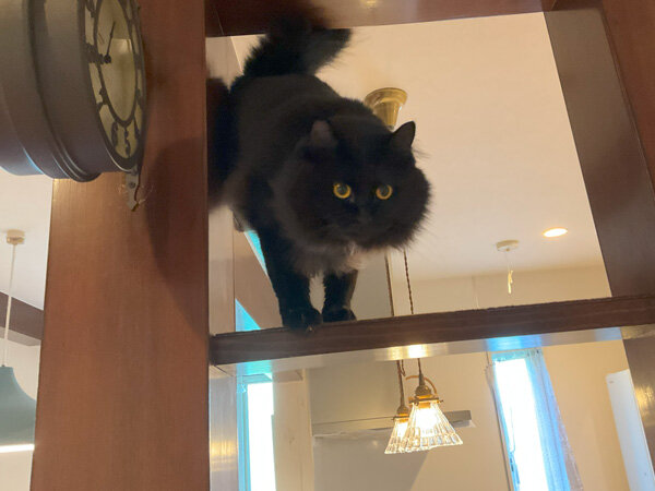 黒猫ペットシッター