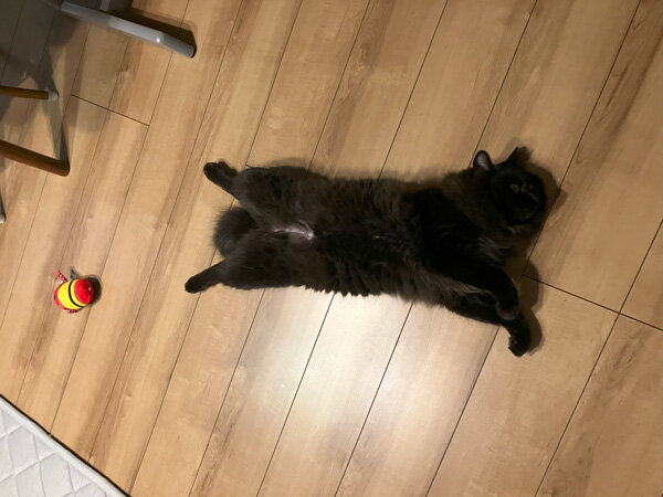 黒猫ペットシッター