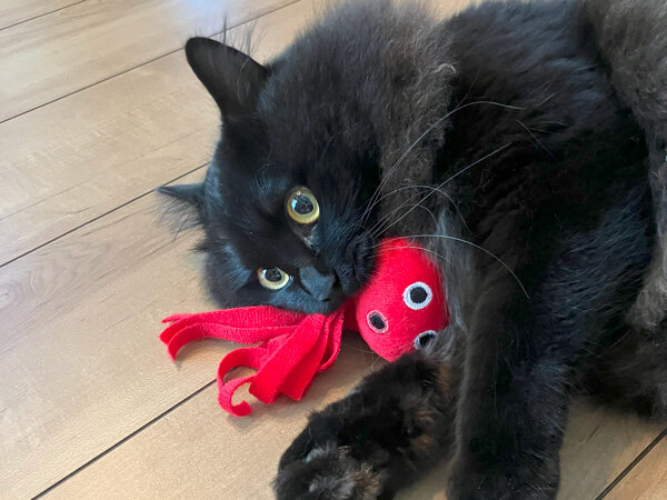 黒猫ペットシッター