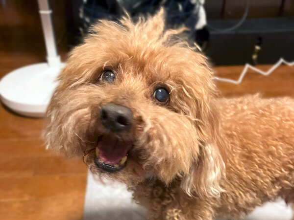 小型犬トイプードルペットシッター