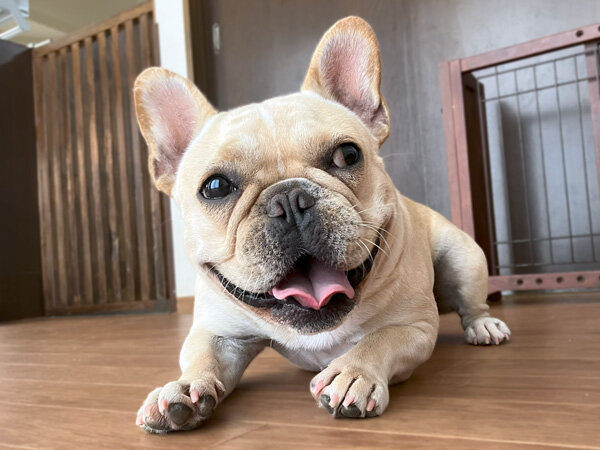 小型犬フレンチブルドッグペットホテル