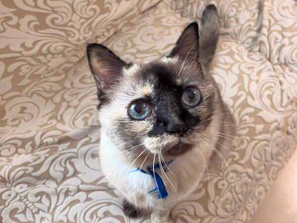 猫ペットシッター
