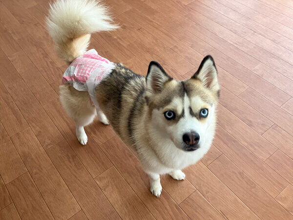 小型犬ポメラニアン×シベリアンハスキーペットホテル