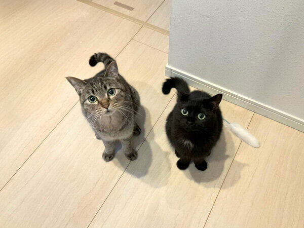 猫ペットシッター