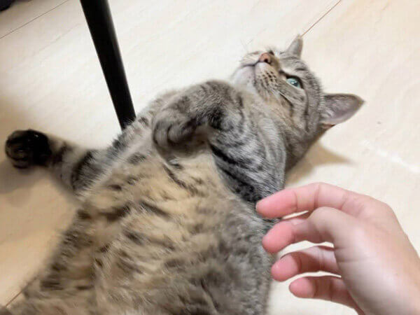 猫ペットシッター