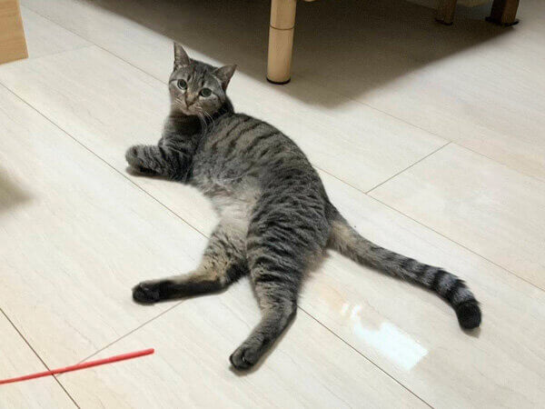 猫ペットシッター
