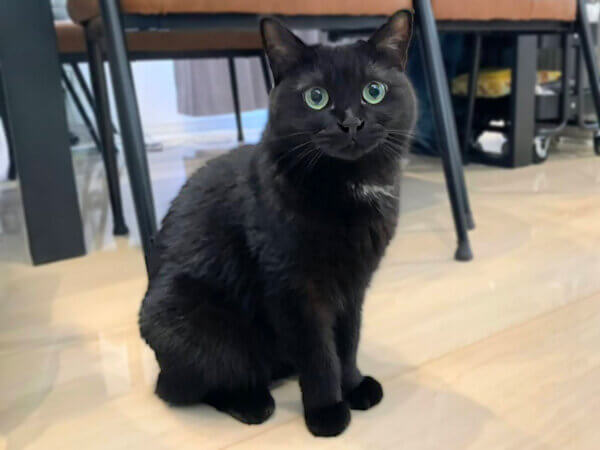 黒猫ペットシッター