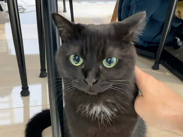 黒猫ペットシッター