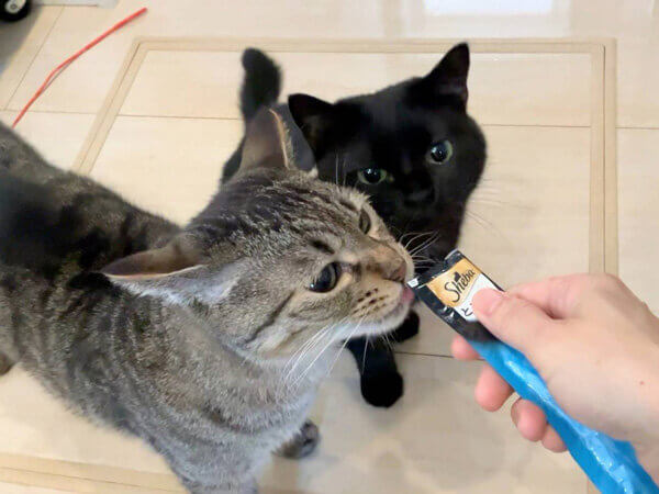 黒猫ペットシッター
