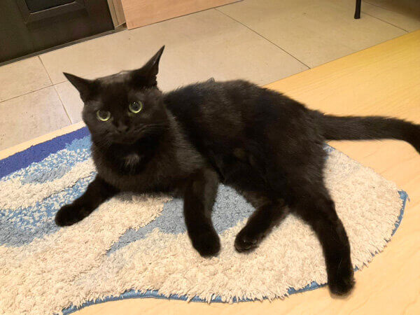 黒猫ペットシッター