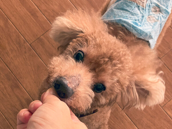 小型犬トイプードルペットホテル