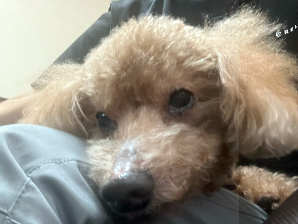 小型犬トイプードルペットホテル