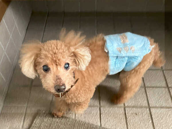 小型犬トイプードルペットホテルー