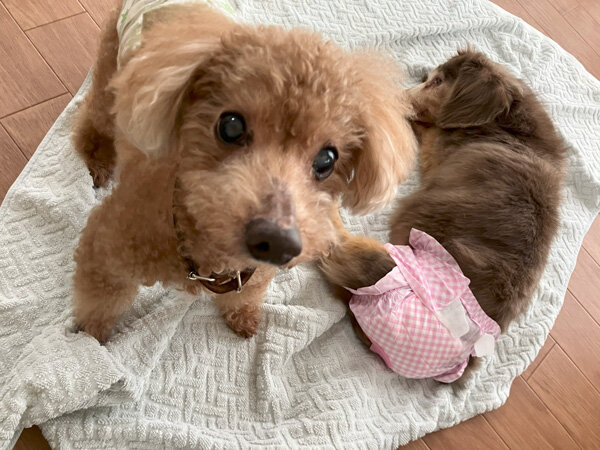 小型犬トイプードルペットホテル