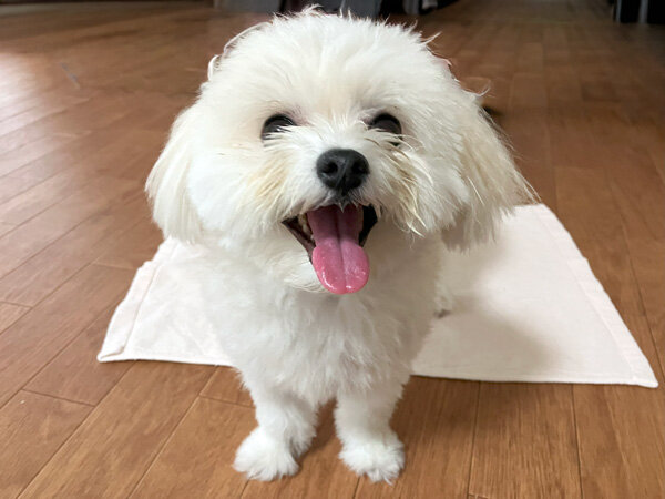 小型犬ポメラニアン×マルチーズのペットホテル