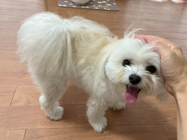 小型犬ポメラニアン×マルチーズのペットホテル