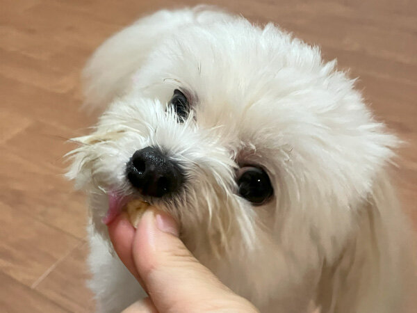 小型犬ポメラニアン×マルチーズのペットホテル