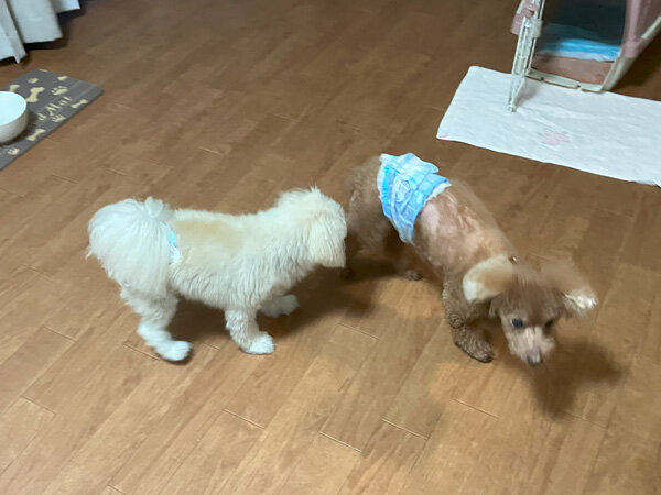 小型犬ポメラニアン×マルチーズのペットホテル