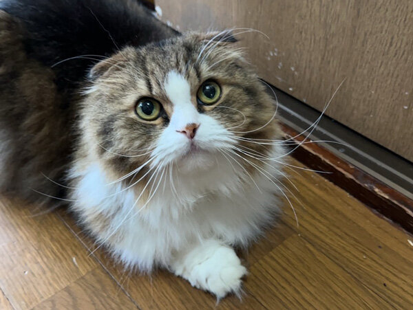 猫ペットシッター
