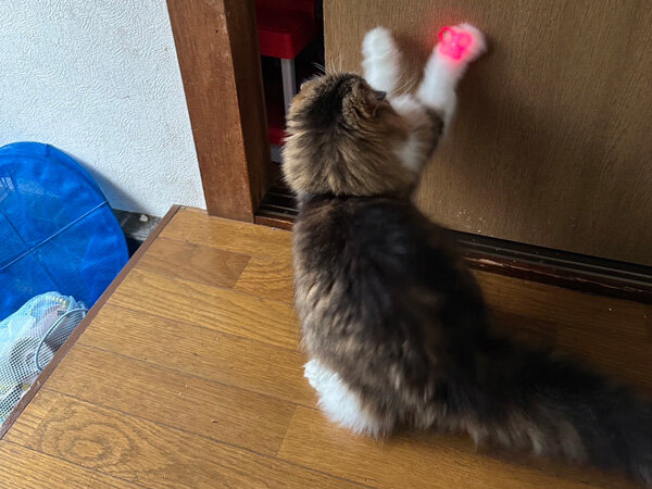 猫ペットシッター