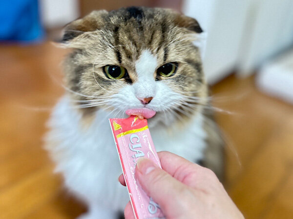 猫ペットシッター
