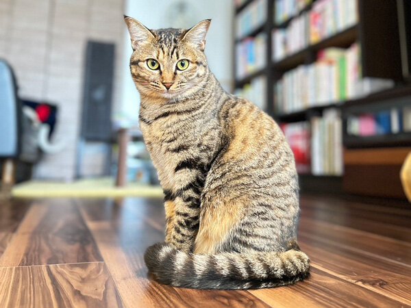 猫ペットシッター